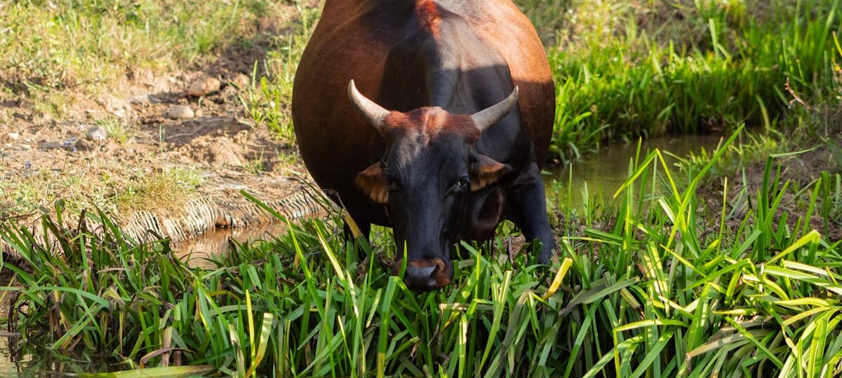 Advancing Sustainable Agriculture in Zimbabwe: CSR & Youth Empowerment