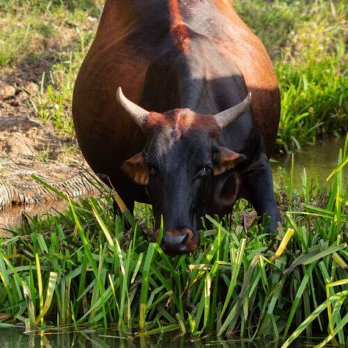 Advancing Sustainable Agriculture in Zimbabwe: CSR & Youth Empowerment