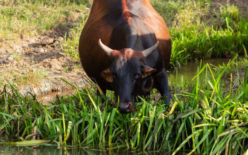 Advancing Sustainable Agriculture in Zimbabwe: CSR & Youth Empowerment